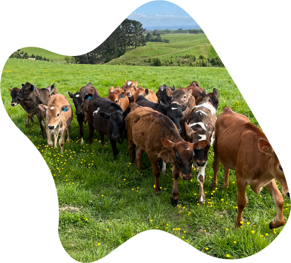 Cows in paddock