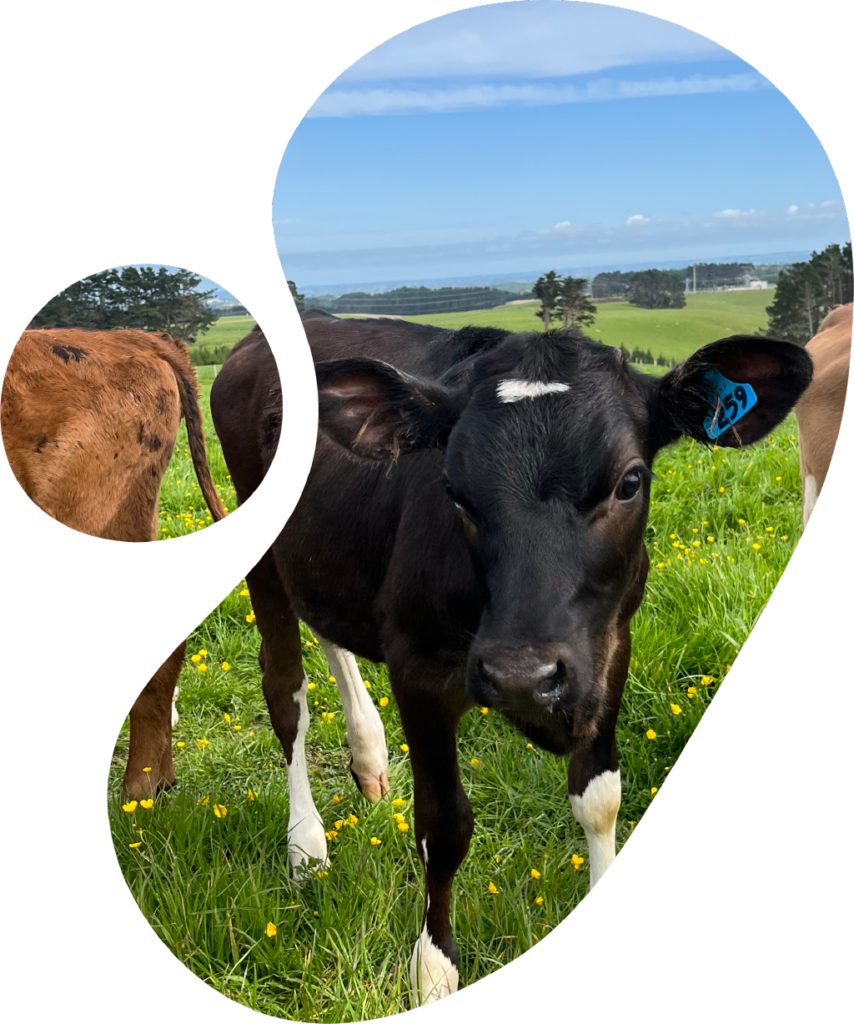 cows in field